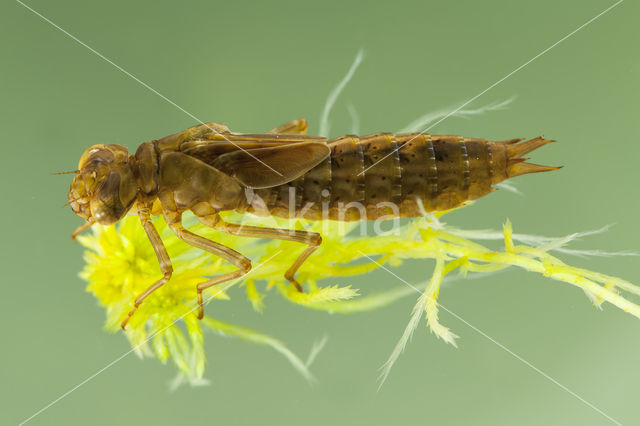 Azure Hawker (Aeshna caerulea)