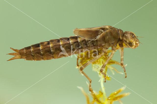 Azuurglazenmaker (Aeshna caerulea)