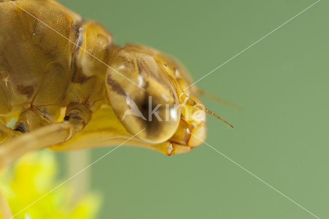 Azuurglazenmaker (Aeshna caerulea)