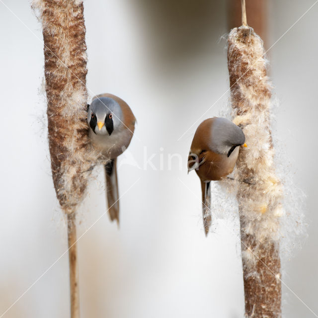 Bearded Reedling (Panurus biarmicus)