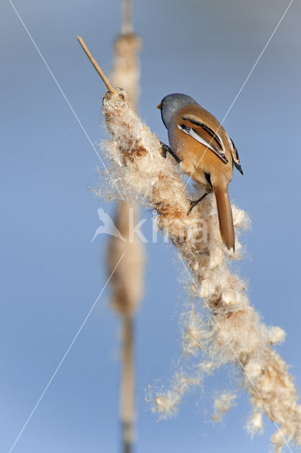 Bearded Reedling (Panurus biarmicus)