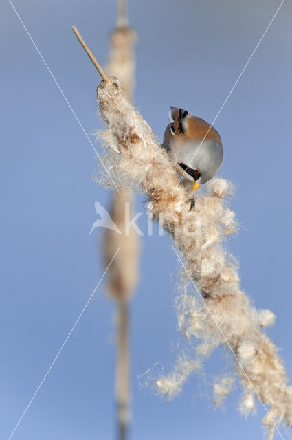 Bearded Reedling (Panurus biarmicus)