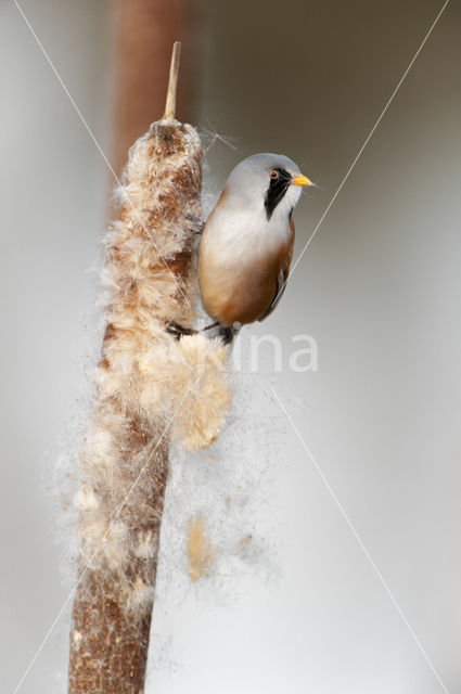 Bearded Reedling (Panurus biarmicus)