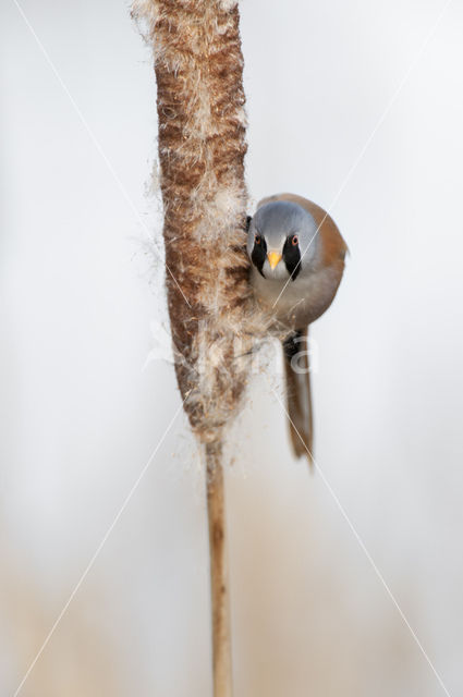 Bearded Reedling (Panurus biarmicus)