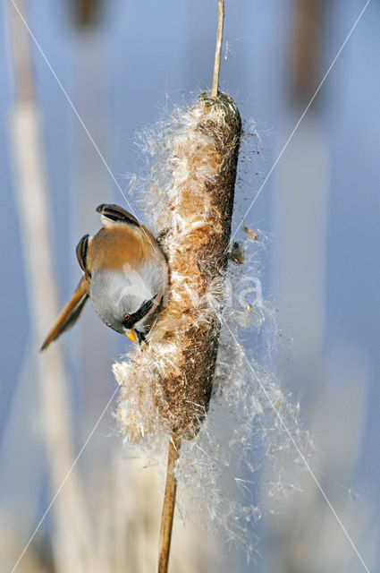 Bearded Reedling (Panurus biarmicus)