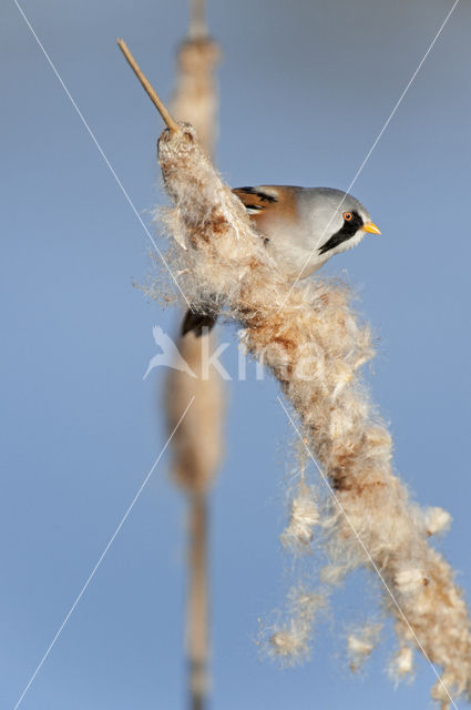 Bearded Reedling (Panurus biarmicus)