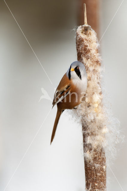 Bearded Reedling (Panurus biarmicus)