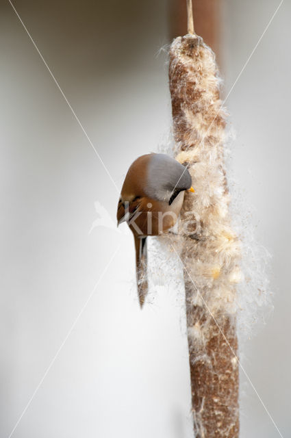 Bearded Reedling (Panurus biarmicus)