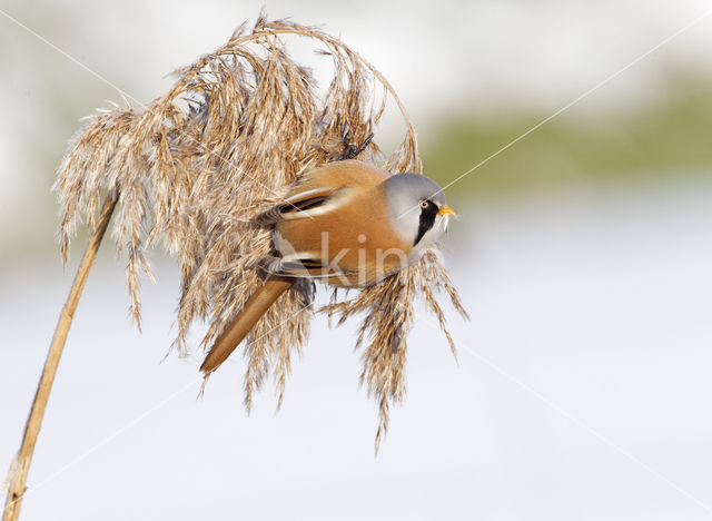 Bearded Reedling (Panurus biarmicus)