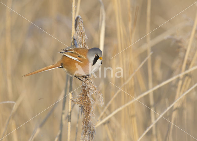 Bearded Reedling (Panurus biarmicus)