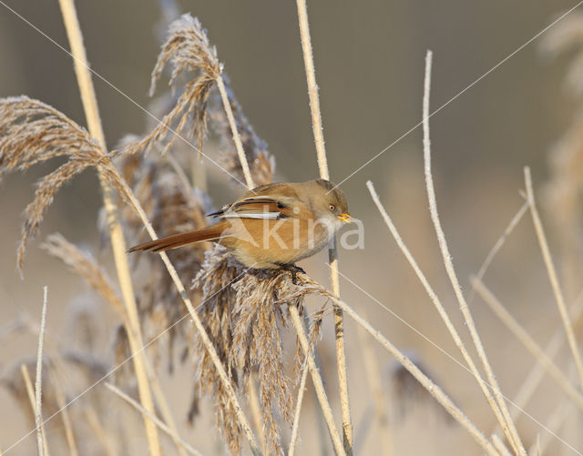 Bearded Reedling (Panurus biarmicus)