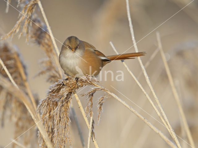 Bearded Reedling (Panurus biarmicus)