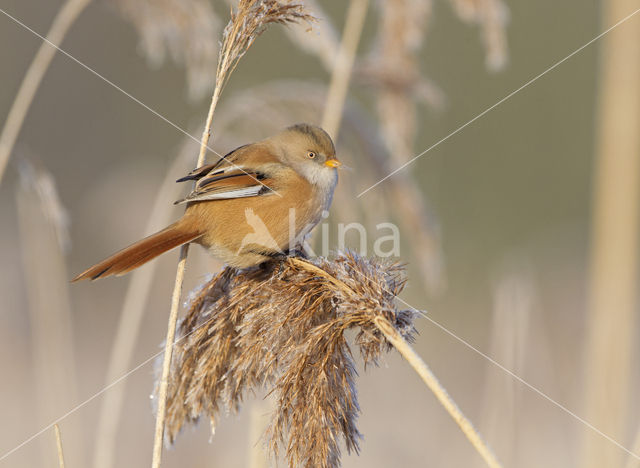 Bearded Reedling (Panurus biarmicus)