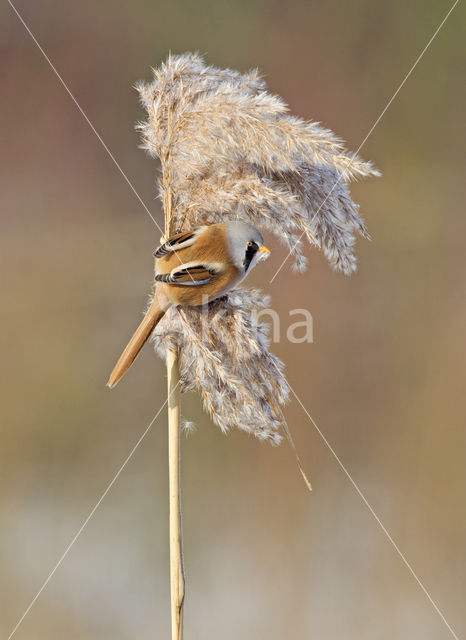 Bearded Reedling (Panurus biarmicus)