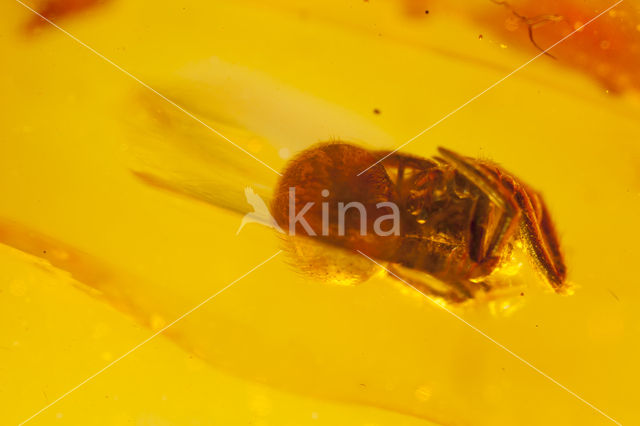 Amber