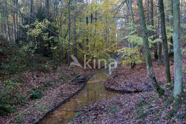 Beech (Fagus sylvatica)