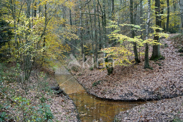 Beech (Fagus sylvatica)