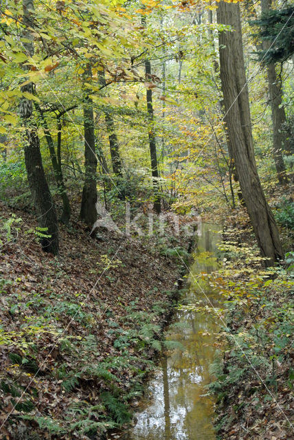 Beech (Fagus sylvatica)