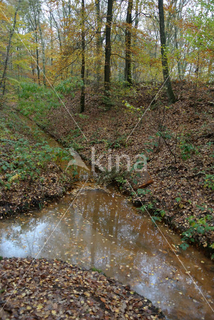 Beech (Fagus sylvatica)