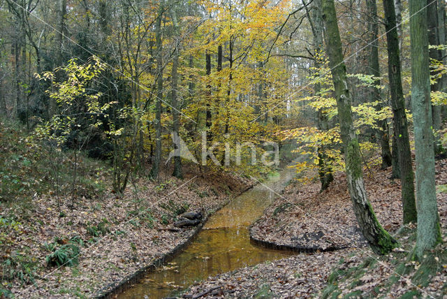 Beech (Fagus sylvatica)