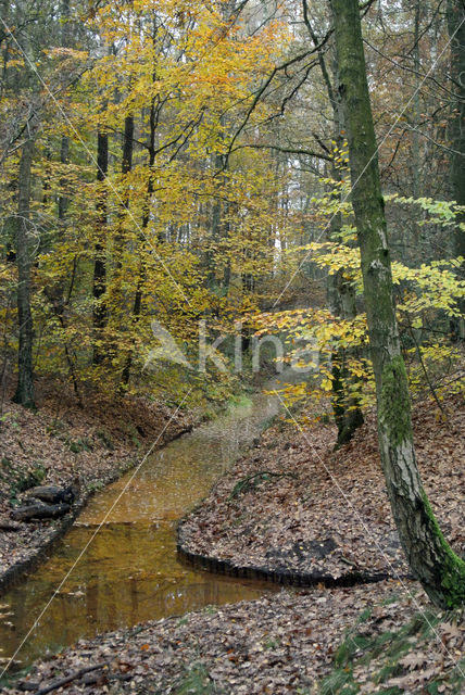 Beech (Fagus sylvatica)