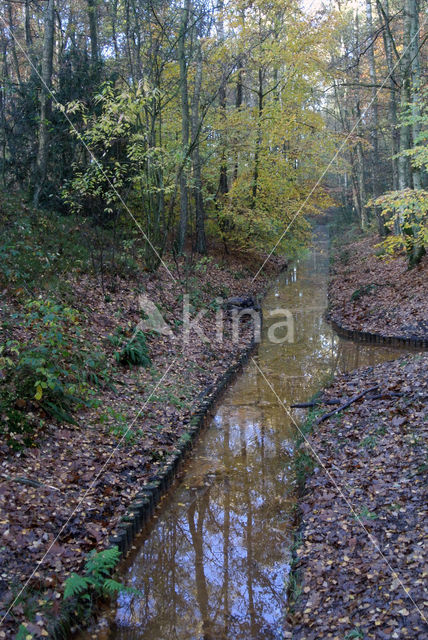 Beech (Fagus sylvatica)