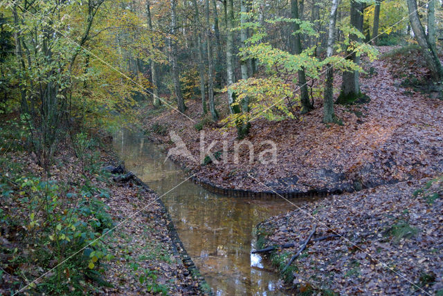 Beech (Fagus sylvatica)