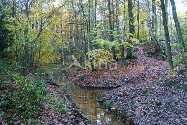 Beech (Fagus sylvatica)