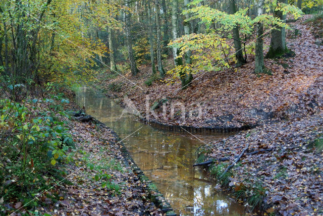 Beuk (Fagus sylvatica)