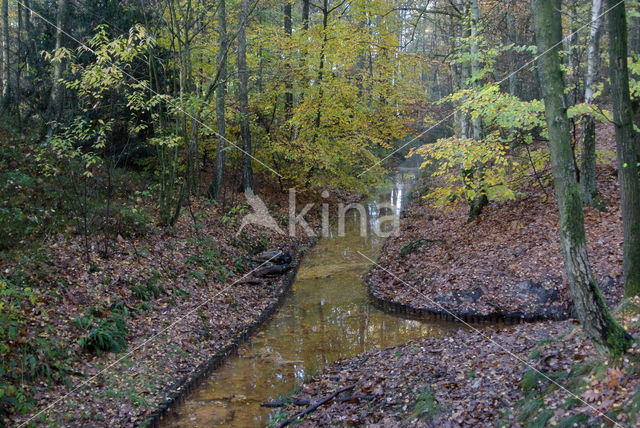 Beuk (Fagus sylvatica)