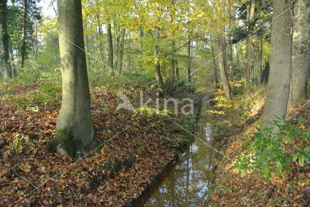 Beech (Fagus sylvatica)