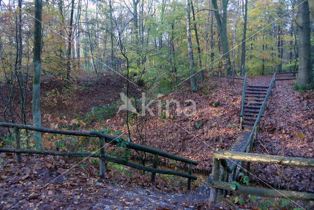 Beech (Fagus sylvatica)