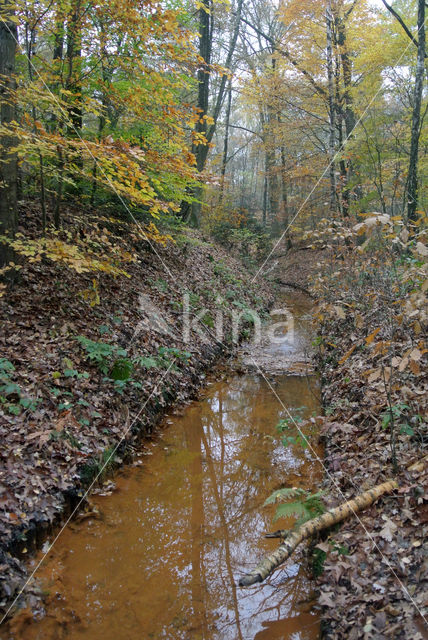 Beech (Fagus sylvatica)