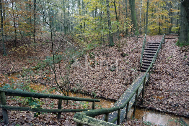 Beech (Fagus sylvatica)