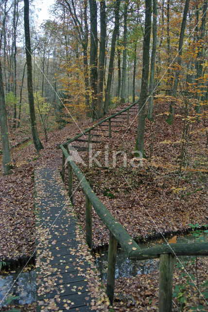 Beuk (Fagus sylvatica)