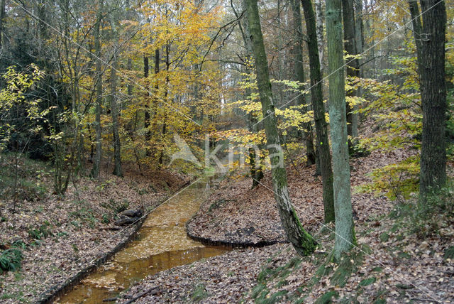 Beech (Fagus sylvatica)