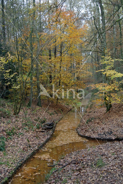 Beech (Fagus sylvatica)