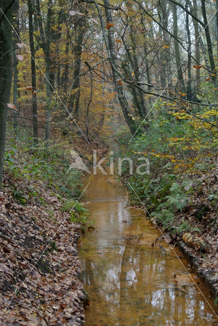 Beech (Fagus sylvatica)