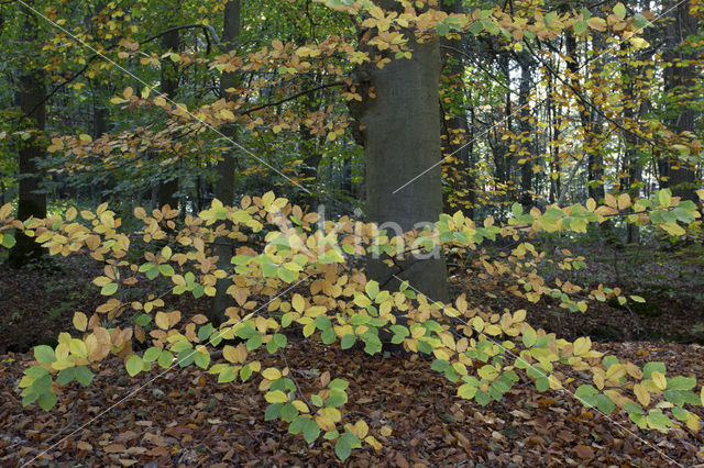 Beech (Fagus sylvatica)