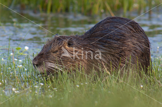 Coypu (Myocastor coypus)