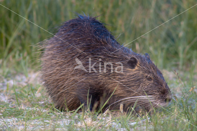 Beverrat (Myocastor coypus)