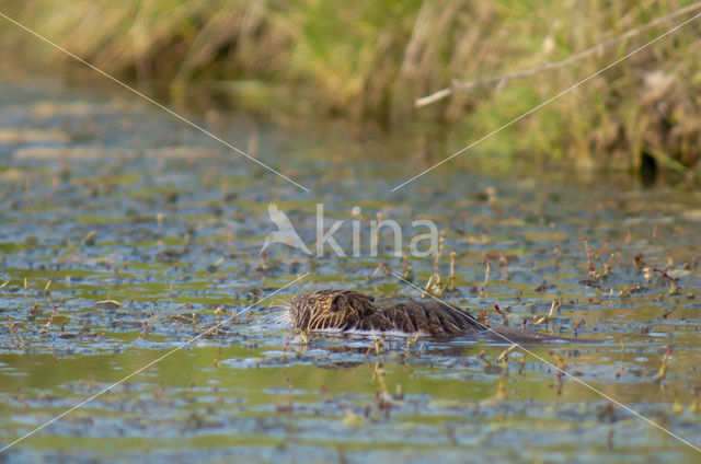 Beverrat (Myocastor coypus)