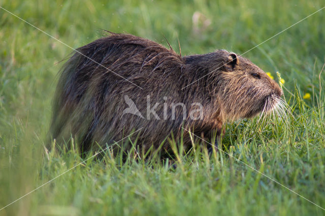 Beverrat (Myocastor coypus)