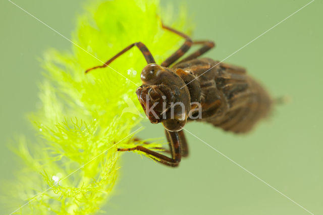 Blauwe glazenmaker (Aeshna cyanea)