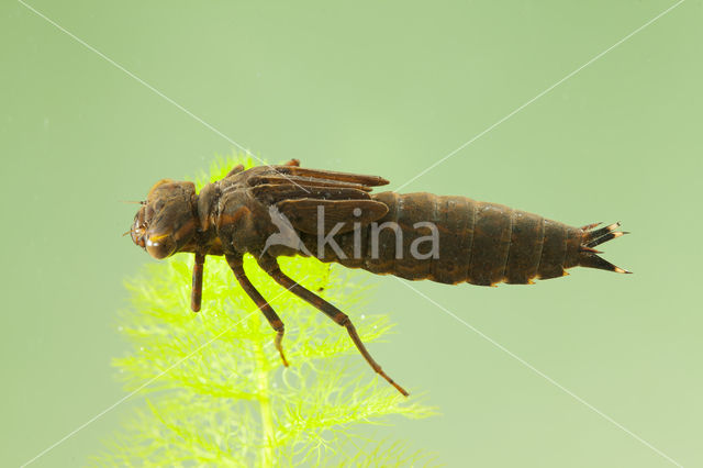 Blauwe glazenmaker (Aeshna cyanea)