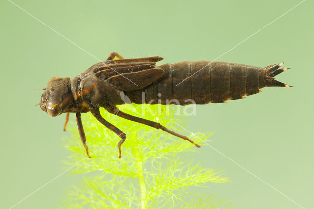 Blauwe glazenmaker (Aeshna cyanea)