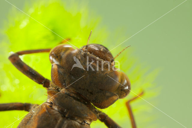 Blauwe glazenmaker (Aeshna cyanea)