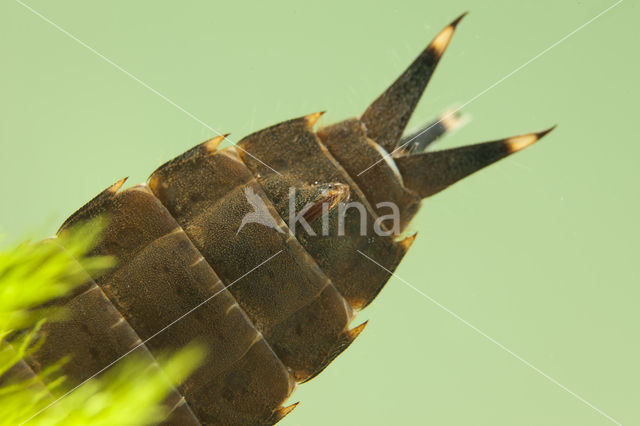 Southern Hawker (Aeshna cyanea)