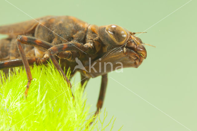 Blauwe glazenmaker (Aeshna cyanea)