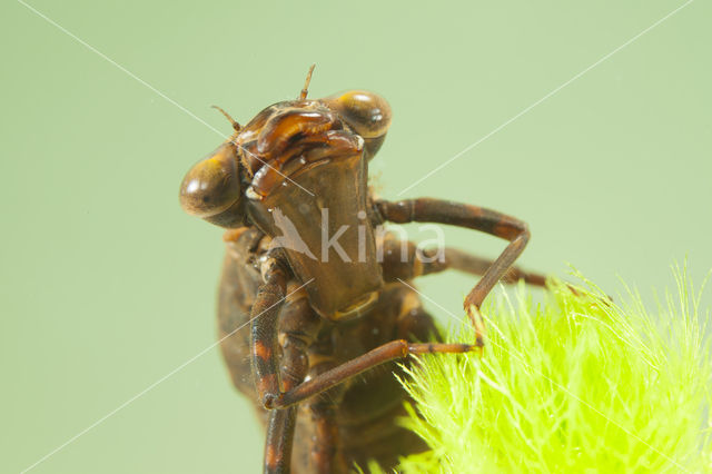 Blauwe glazenmaker (Aeshna cyanea)